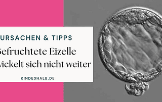 Befruchtete Eizelle entwickelt sich nicht weiter Ursachen Blastozyste unterm Mikroskop