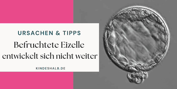 Befruchtete Eizelle Entwickelt Sich Nicht Weiter Ursachen
